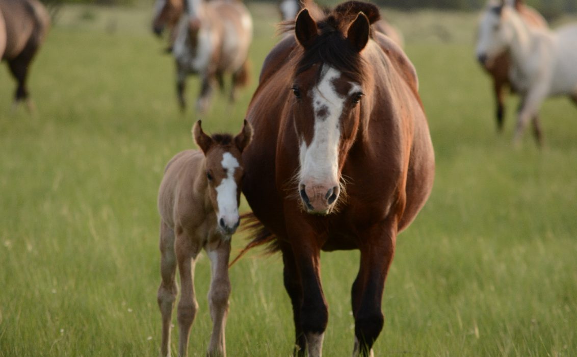 RSPCA Tasmania - Judicial decision welcomed