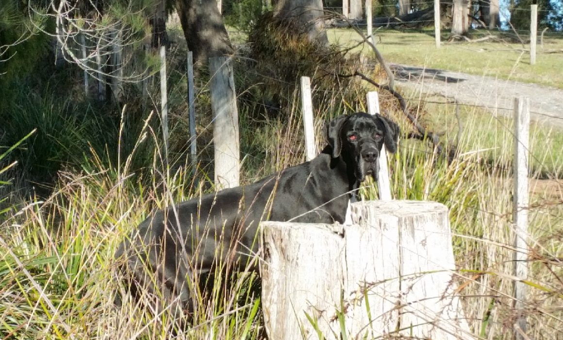 Blackstone Heights couple convicted of animal cruelty - dog after