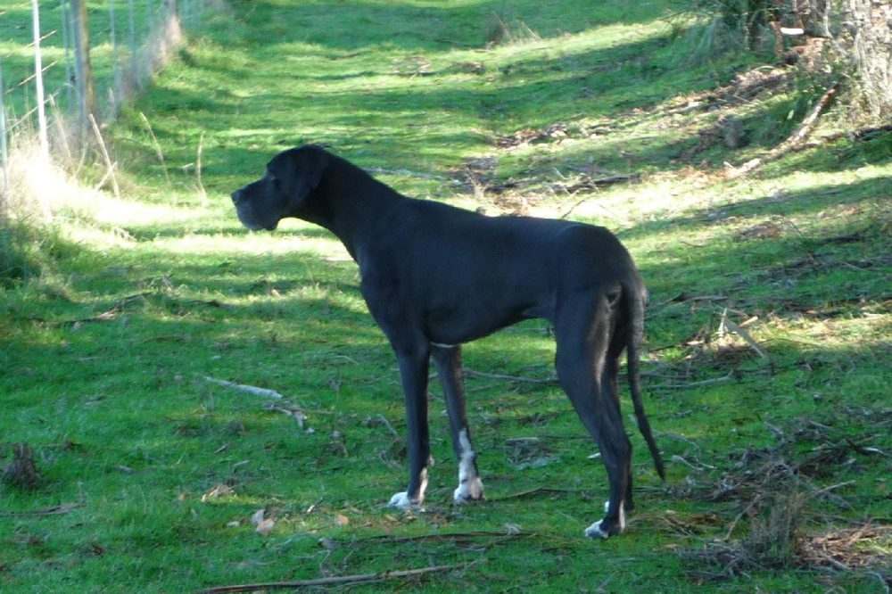 Blackstone Heights couple convicted of animal cruelty - dog after