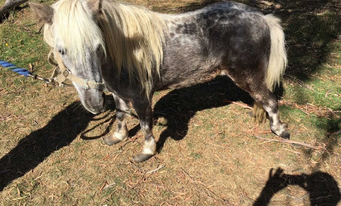 Hillwood man convicted of animal cruelty against pony