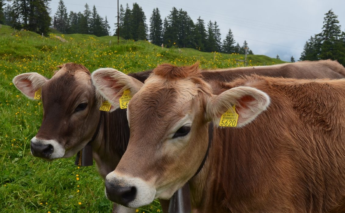 Hell on high water cattle