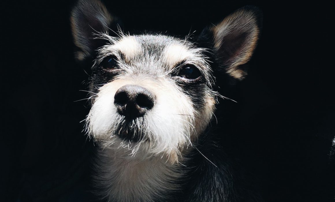 RSPCA Tasmania Dog locked in shed