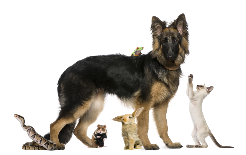 RSPCA Australia National Board RSPCA Australia National Board