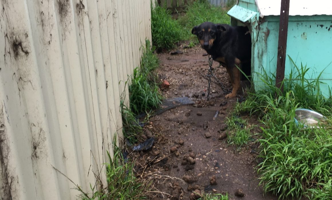 Rescued dog Shadow