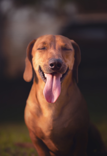 RSPCA Tasmania – prevention of animal cruelty – foster caring – animal adoption – volunteers – animal care centres – major objectives RSPCA Tasmania - prevention of animal cruelty - foster caring - animal adoption - volunteers - animal care centres - major objectives