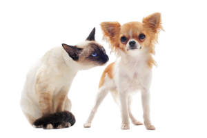 RSPCA Tasmania – prevention of animal cruelty – foster caring – animal adoption – volunteers – animal care centres RSPCA Tasmania - prevention of animal cruelty - foster caring - animal adoption - volunteers - animal care centres