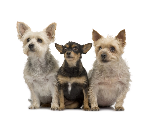 RSPCA Tasmania – Dog boarding facilities RSPCA Tasmania - Dog boarding facilities