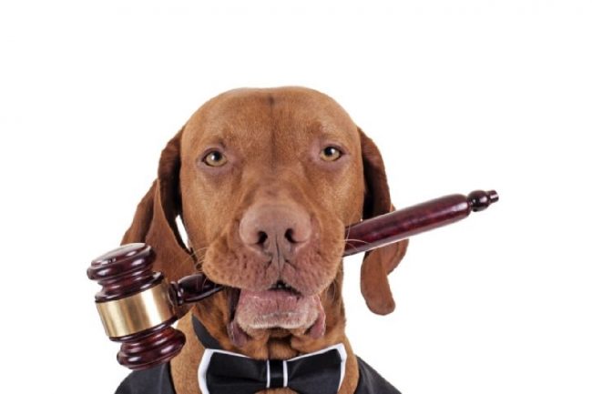 RSPCA Tasmania - Court Results