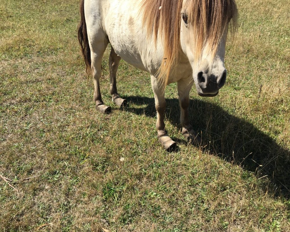Hillwood man convicted of animal cruelty against pony
