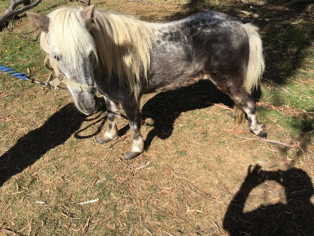 Hillwood man convicted of animal cruelty against pony