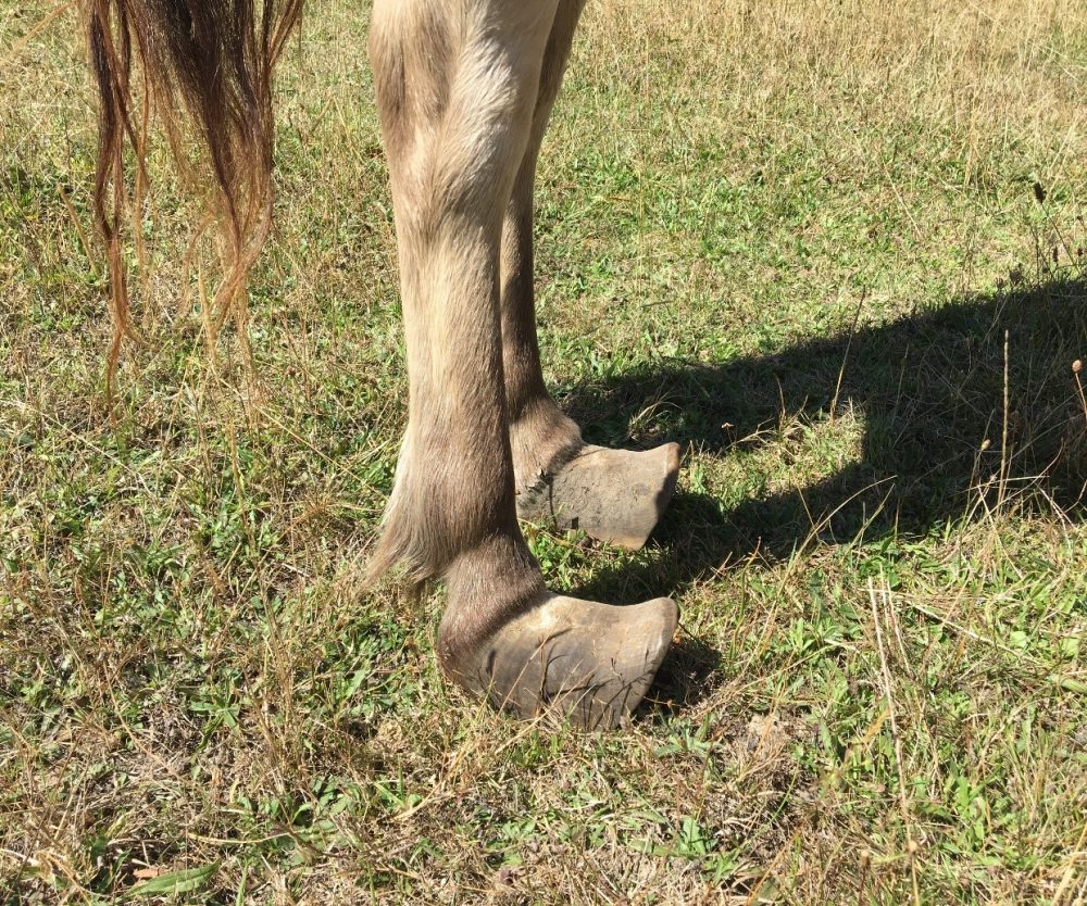 Hillwood man convicted of animal cruelty against pony