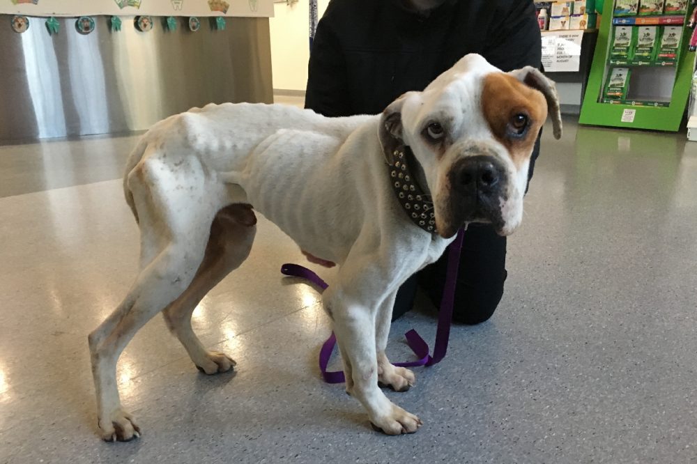 Gagebrook woman convicted, dog seized - American Bulldog