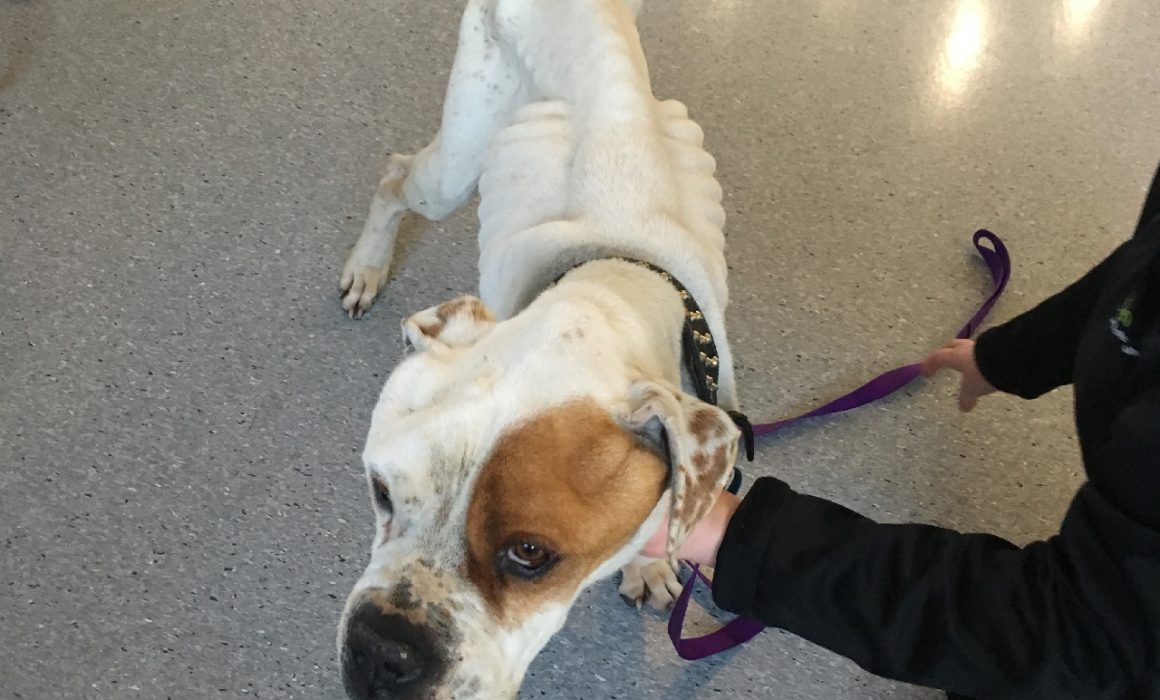 Gagebrook woman convicted, dog seized - American Bulldog