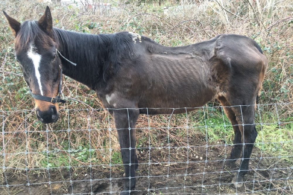 Bagdad woman sentenced for animal cruelty - Horse Before