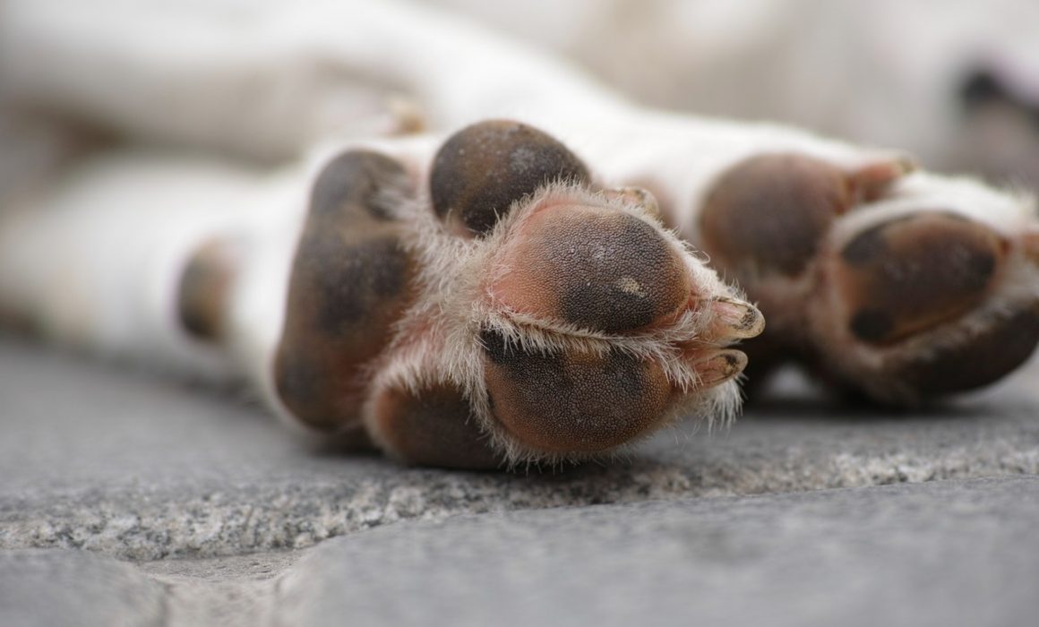 Hearings in Burnie Magistrates Court for animal cruelty