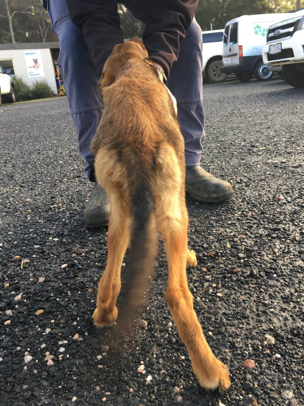 Devonport dog before rescue