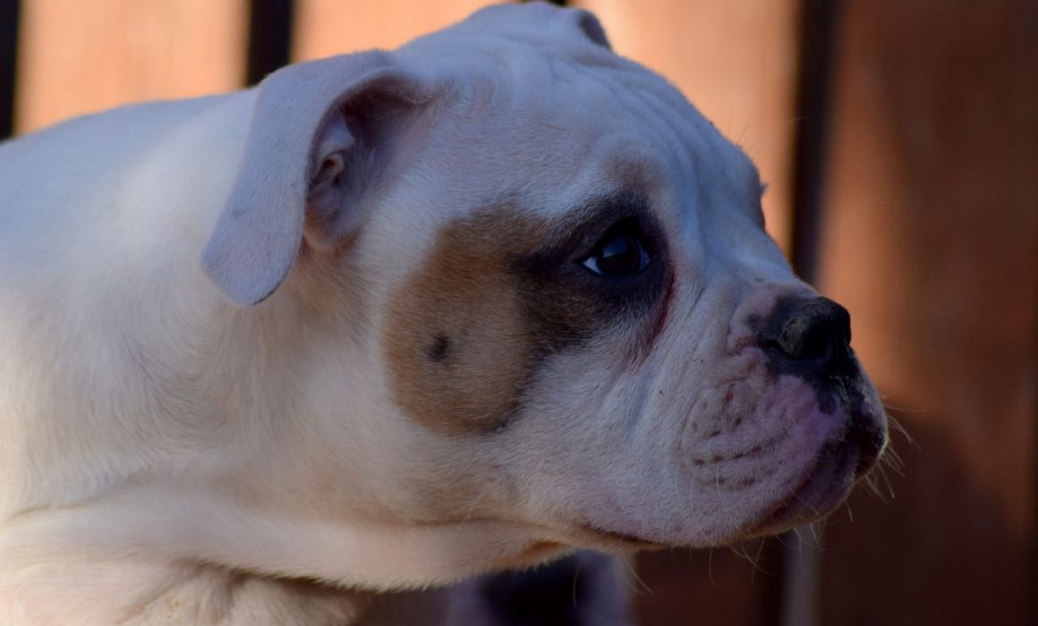 Johnson American Bulldog