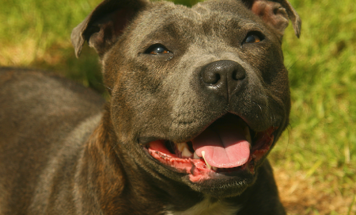 George Town man convicted of animal cruelty - Staffordshire Bull Terrier