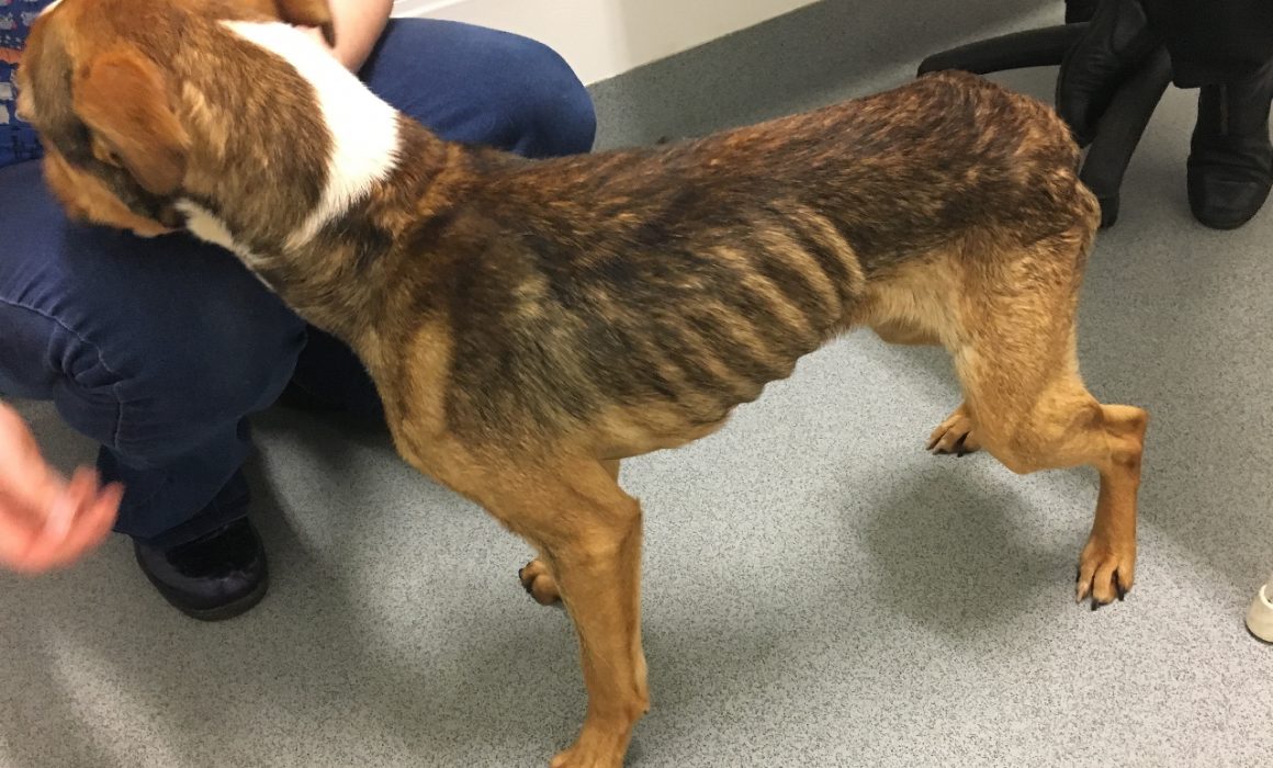 Shorewell Park woman pleaded guilty to animal cruelty of dog