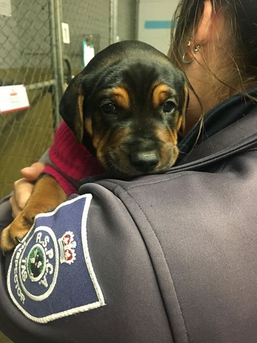 Careers at RSPCA Tasmania ⋆ RSPCA Tasmania