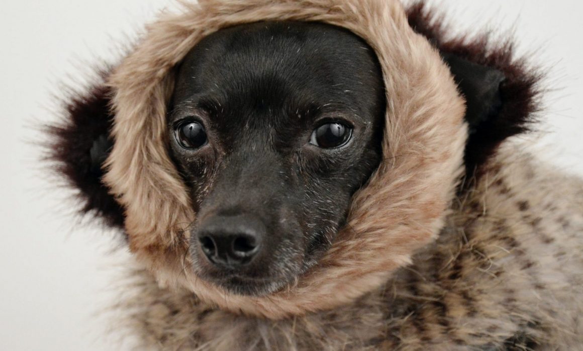 Top tips for pet owners when it's cold outside