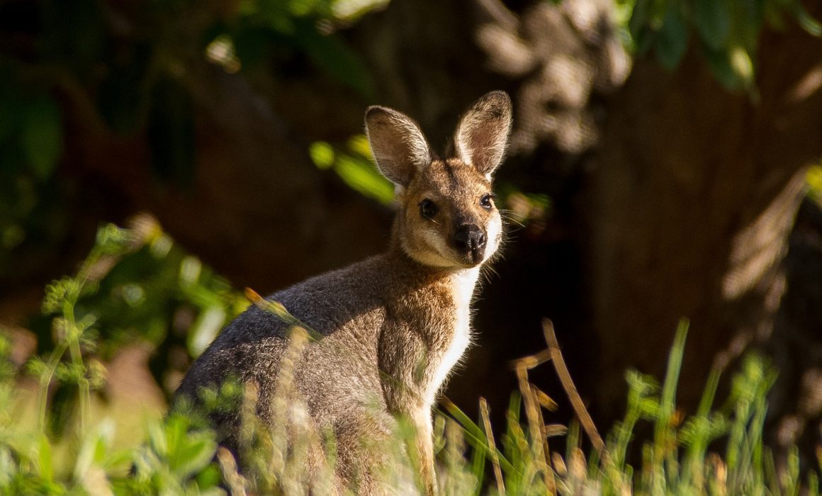 RSPCA condemns barbaric wallaby death