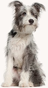 RSPCA Tasmania RSPCA Tasmania