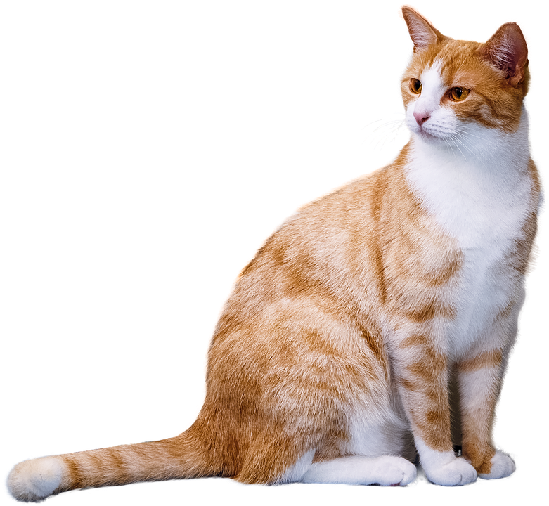 Your cat may not be broken but it does need to be fixed Your cat may not be broken but it does need to be fixed