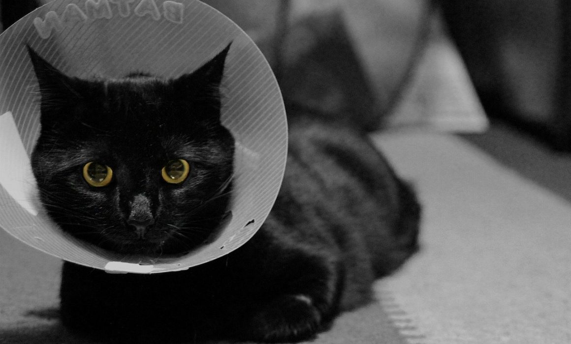 Your cat may not be broken but it does need to be fixed