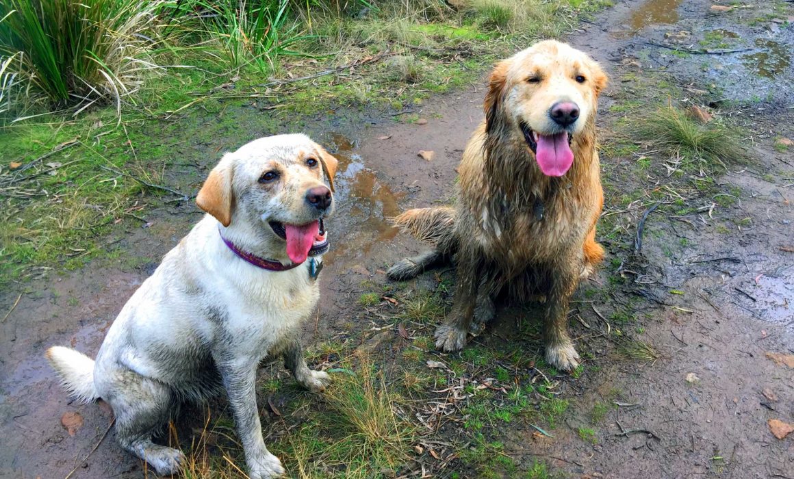 RSPCA Tasmania - Shilo & Charlie