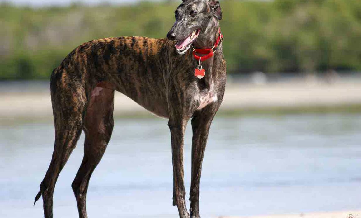 RSPCA Tasmania Greyhound Adoptions