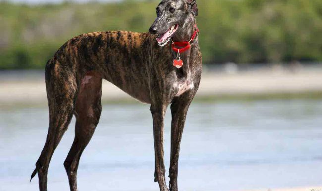 RSPCA Tasmania Greyhound Adoptions