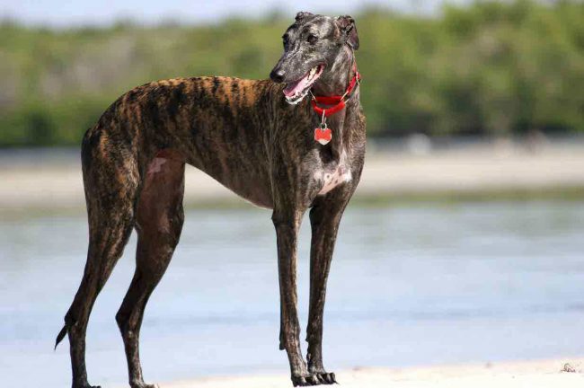 RSPCA Tasmania Greyhound Adoptions
