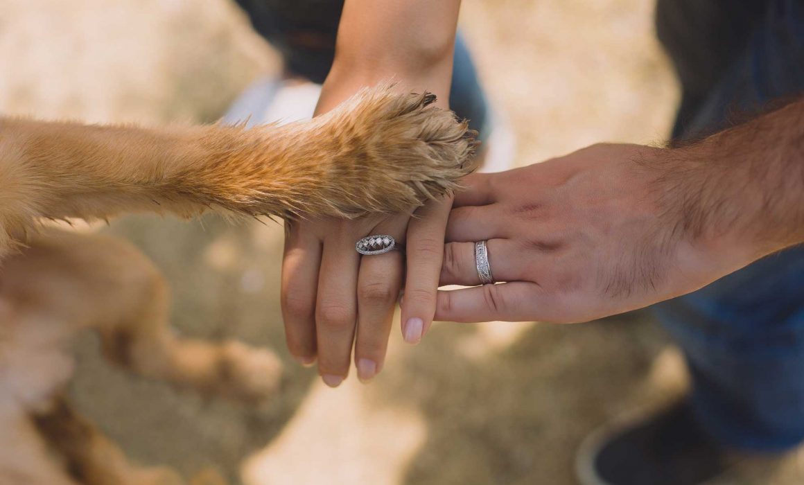 Paws 'n' Claws in the Park - RSPCA Tasmania