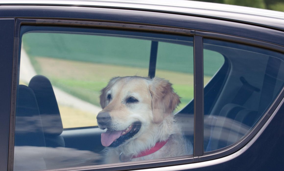 Don't leave dogs in hot cars