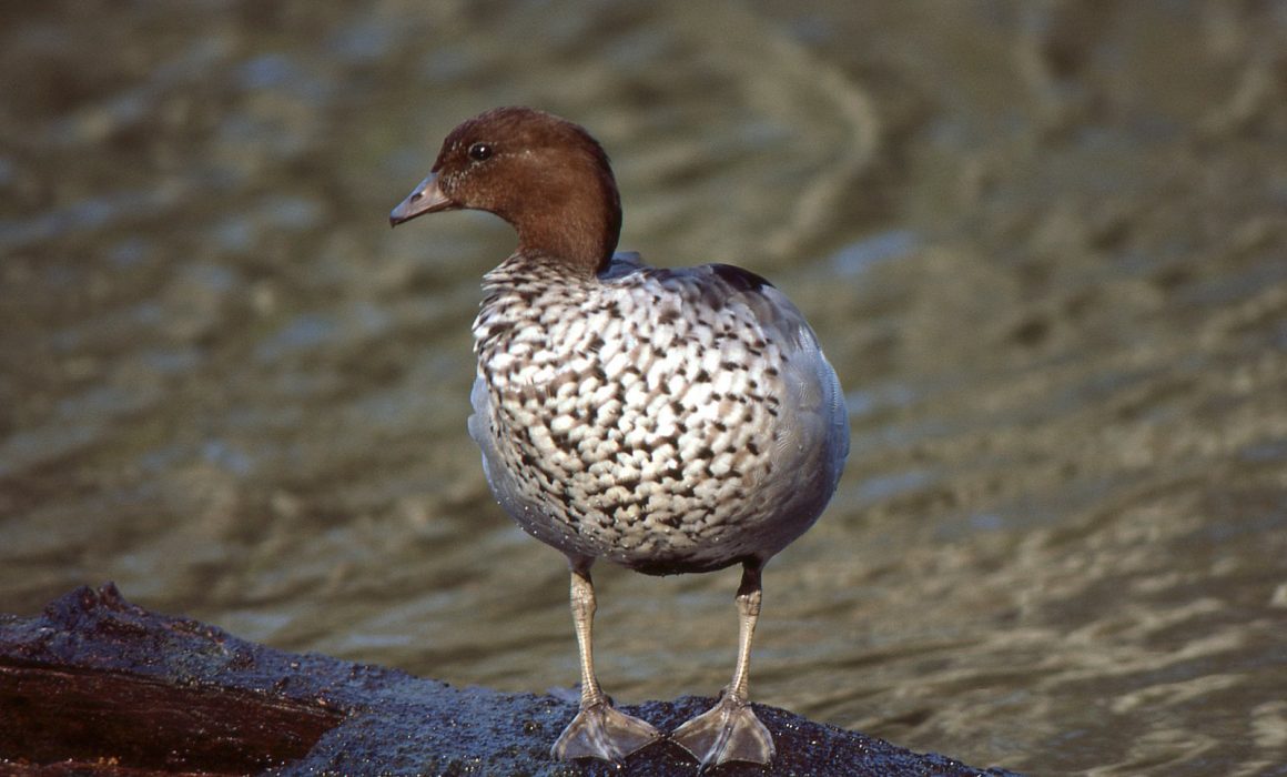 A Wood Duck is pictured from a front-on, close-up range standing on a brown wet log. Its' speckled grey and brown chest is the feature of the photo, with most of its body hidden in the photo. Its' brown head is side-on to the camera, showing its black eye and dark grey/black beak. Image: John Fields