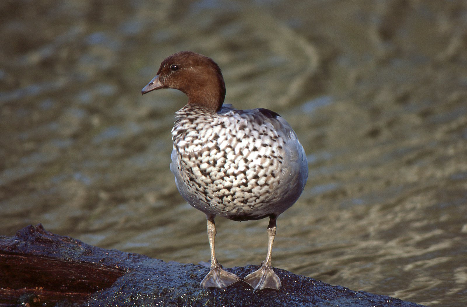 Duck shooting is not a fair game ⋆ RSPCA Tasmania - Prevent Animal