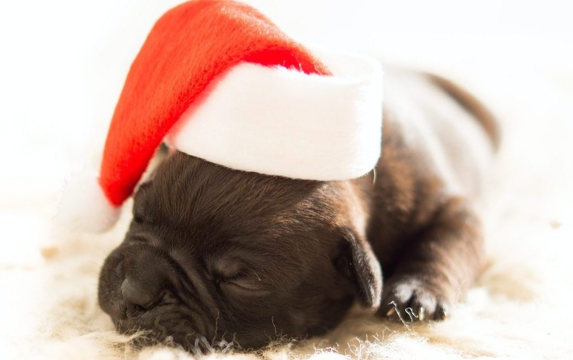 Christmas puppy RSPCA Tasmania