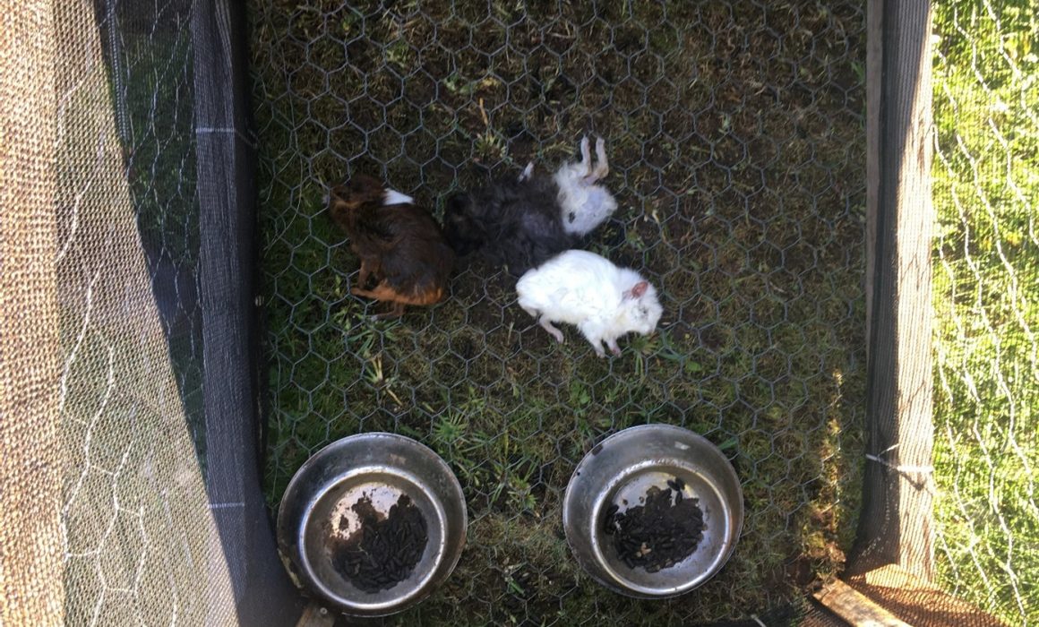 Ulverstone woman pleads guilty to starving guinea pigs