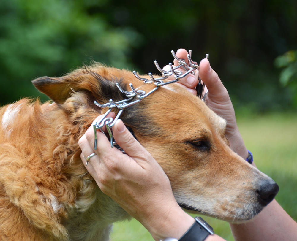 Stop the Sale, Possession or Use of Pronged Collars on Dogs Stop the Sale, Possession or Use of Pronged Collars on Dogs