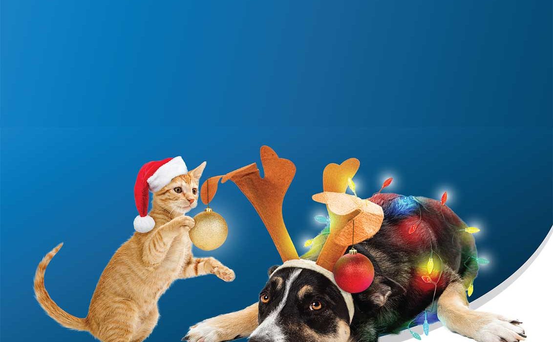 RSPCA Tasmania Christmas in July - Quizmas