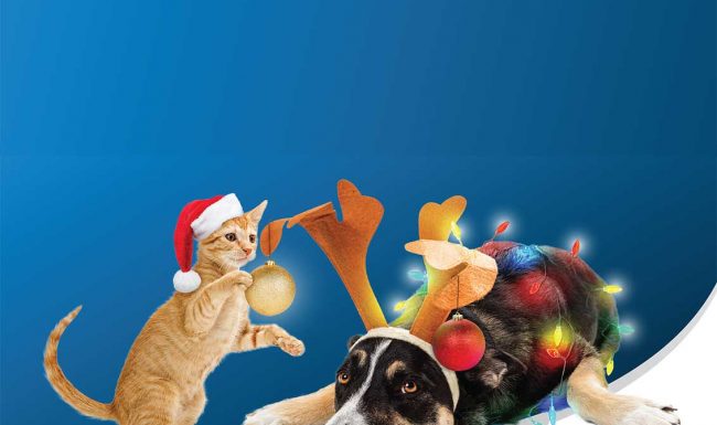 RSPCA Tasmania Christmas in July - Quizmas