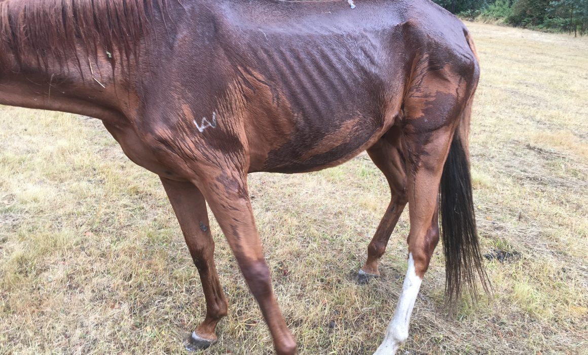 Horse described as a skeleton covered in skin - animal cruelty