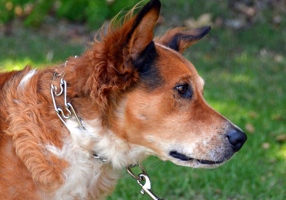 Time to ban cruel prong collars