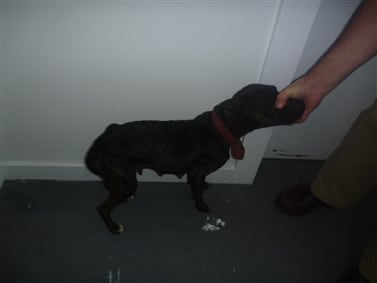 Two persons from Newnham guilty of animal cruelty offences