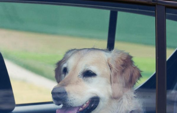 Dogs die in hot cars