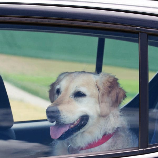 Dogs die in hot cars