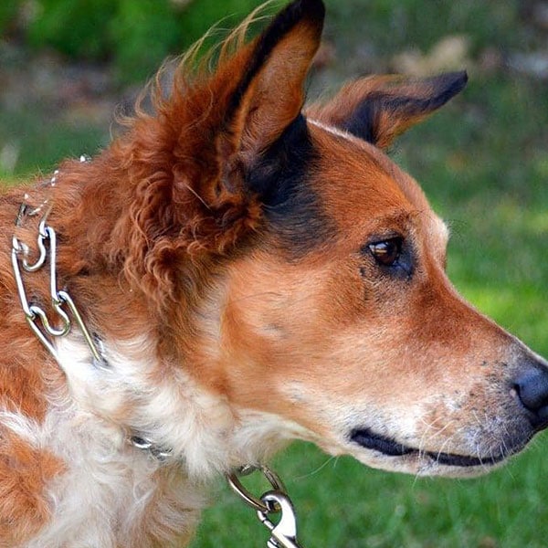 Stop the use, sale or possession of pronged dog collars