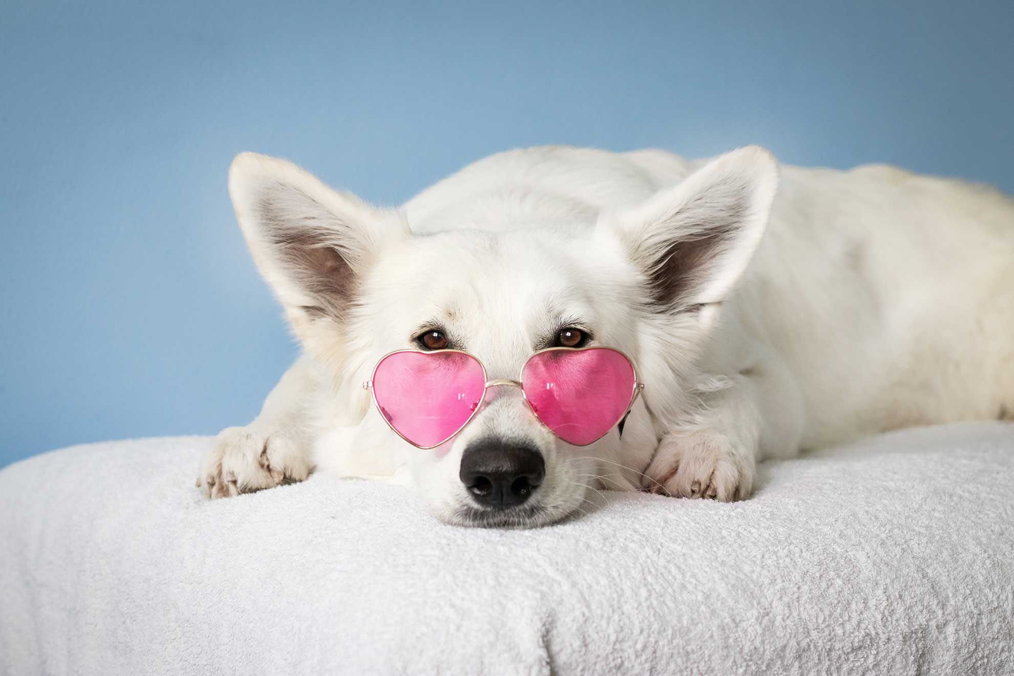 RSPCA Dog Desexing Program ⋆ RSPCA Tasmania - Prevent Animal Cruelty