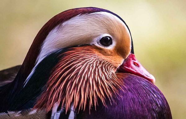 Save our wild ducks